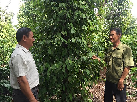 Cựu chiến binh Chíu Dì Cắm - trở thành “triệu phú” nhờ thay đổi tư duy trong sản xuất